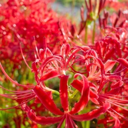 Amazon.co.jp: ヒガンバナ【28Potセット】【※花を切り戻した状態